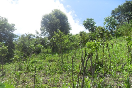 Sistema Agroforestal